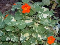 Varigated Nasturtium Graphic