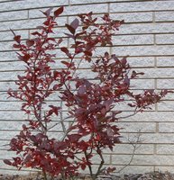 Blueberry Plant Image