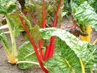 bright lights swiss chard photo