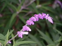 sage blossom image