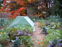 fall garden image