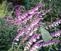 mexican sage image