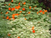 Nasturtium Image