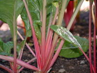 rainbow swiss chard image