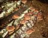 Shiitake Mushrooms