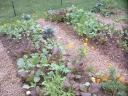 Fall Raised Bed Vegetable Garden Photo