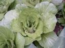 Chinese Cabbage