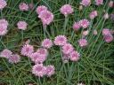 Chive Blossoms