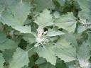 Lambs Quarter Close Up