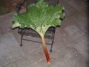 Ornamental Rhubarb