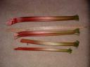 Rhubarb Stalks