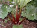 Rhubarb Plant