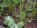 Photo of Celery Plants