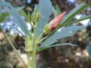 Okra Flower Picture