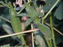 Photo of Okra Pods