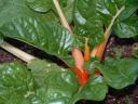 Photo-Orange Swiss Chard