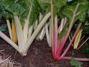 Bright Lights Swiss Chard Photo