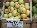 Photo of Antique Winter Joy Apples