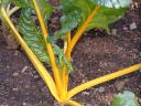 Yellow Swiss Chard Photo