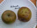 Ashmead's Kernel Heirloom Apple Photo