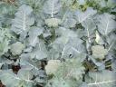 Photo of Mature Broccoli Plants