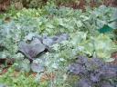 November Vegetable Garden Photo