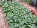 Garden Paths Mulched with Straw