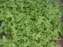 Chickweed Photo