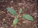 Globe Artichoke Seedling