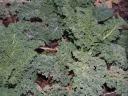 Kale Plants