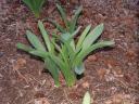 Sprouting Alliums