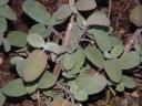 Over Wintered Sage Plant