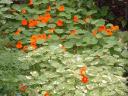 Edible Nasturtium Flowers