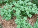 Fingerling Potato Plants