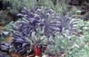 Ornamental Vegetable Garden