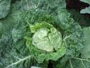 Savoy Cabbage