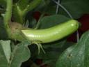 Thai Long Green Eggplant