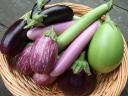 Eggplant Harvest