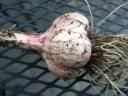 Freshly Harvested Garlic Bulb