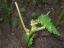 Leaf-less Okra Plant