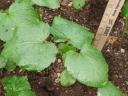 Okra Plants