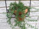 Trailing Rosemary Plant