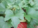 Italian Zucchini Plant