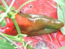 Slowly Ripening Sweet Pepper