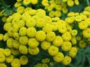 Tansy Flowers