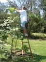 Giant Okra Plant