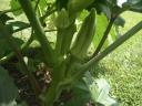 Okra Growing