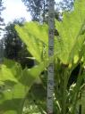 Top of Okra Plant