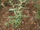 Year Old Goji Berry Plant