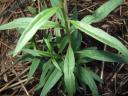 Young Goji Berry Plant